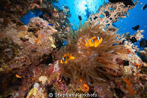 magnificent anemone taken at Ras Ghozlani, Ras mohammed. by Stephan Kerkhofs 